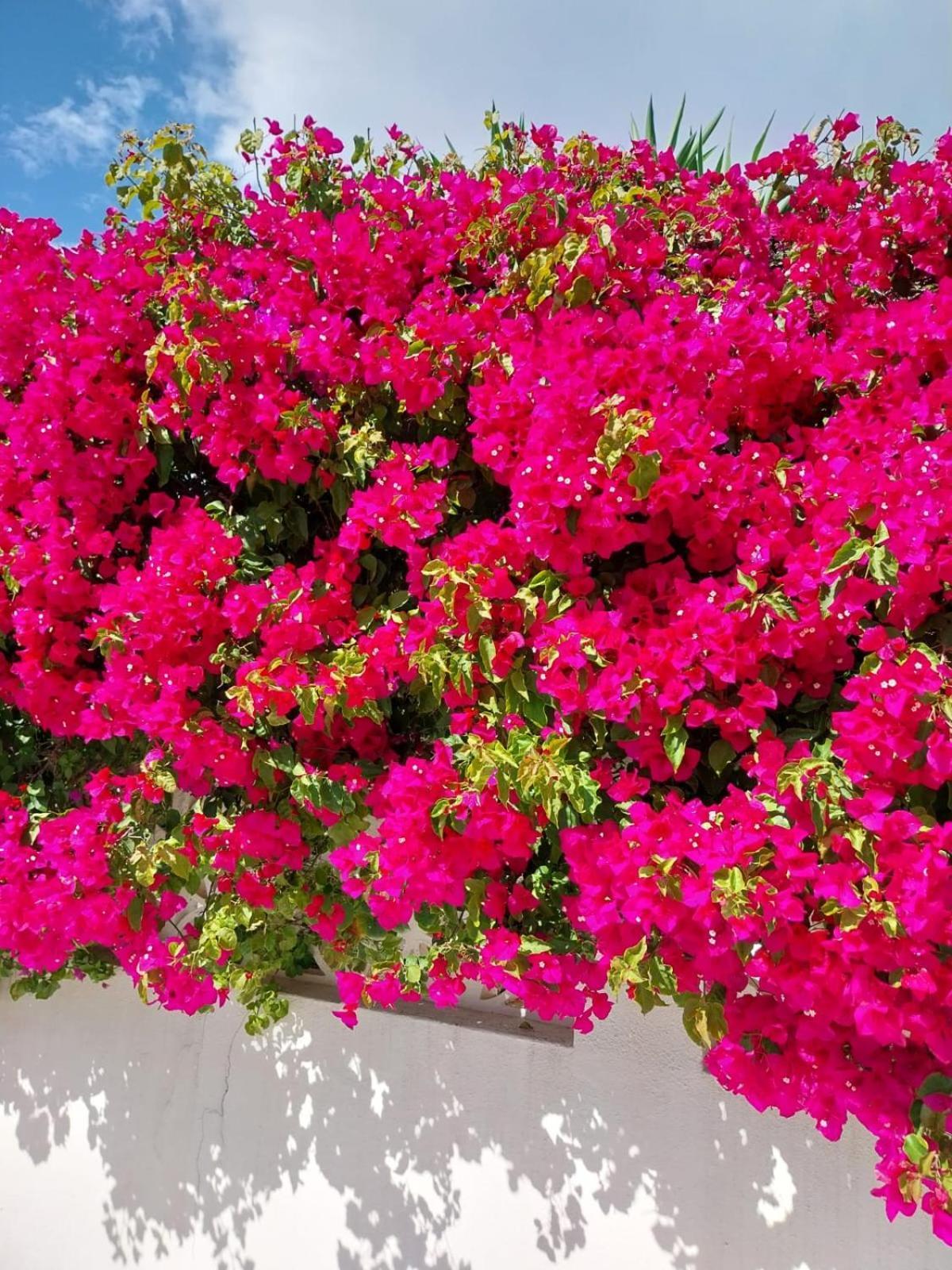 Villa El Salam Campo Mijas Фуэнхирола Экстерьер фото